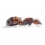Camponotus nicobarensis - (Рыжий реактивный муравей)