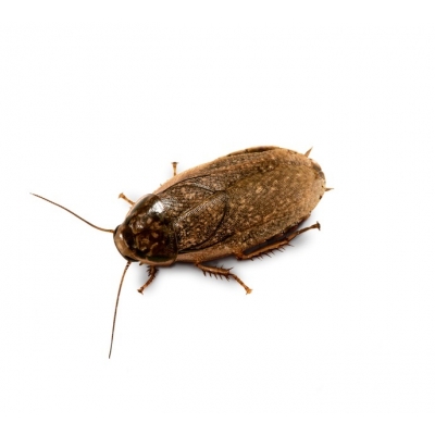 Таракан мраморный ( Nauphoeta cinerea)