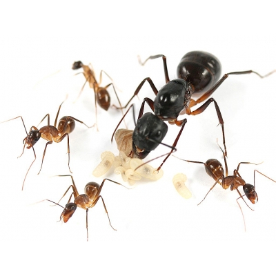 Camponotus fellah
