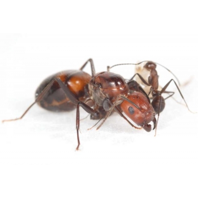 Camponotus nicobarensis - (Рыжий реактивный муравей)