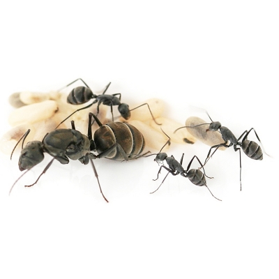 Camponotus parius (реактивный муравей)