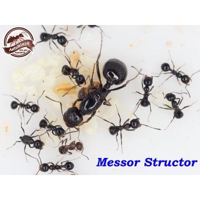 Messor structor муравей-жнец ( наличие уточняйте у менеджера)