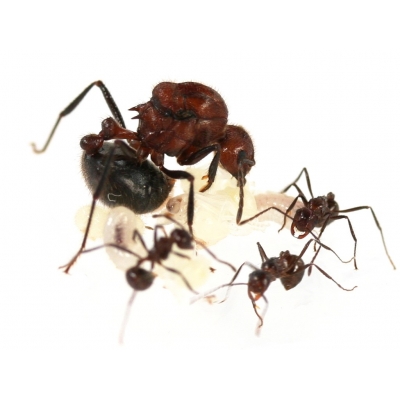 Myrmicaria Brunnea